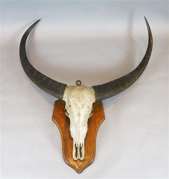 Taxidermic buffalo skull and horns, mounted onto an oak wall plaque, W.4ft 5in. D.1ft H.4ft 10in.